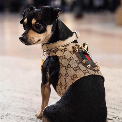 designer inspired dog harness.